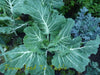 Portuguese Kale Seeds (Couve tronchuda) Portuguese Cabbage - Caribbeangardenseed