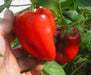 APPLE Sweet Pepper SEEDS , Capsicum annuum - Caribbeangardenseed