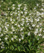 Smooth Penstemon FLOWERS SEED (Penstemon digitalis) PERENNNNIAL WILDFLOWER - Caribbeangardenseed