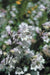 Smooth Penstemon FLOWERS SEED (Penstemon digitalis) PERENNNNIAL WILDFLOWER - Caribbeangardenseed