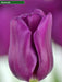 Tulip,Passionale(Bulbs)Great for Bouquets,Large Blooms - Caribbeangardenseed