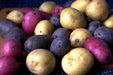Potato,(Color mix) Blue,Red,Yellow,White, - Caribbeangardenseed