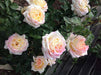 PEACE ROSE BUSH (1 Plant) Border, Cut Flowers,Ornamental, Outdoor - Caribbeangardenseed