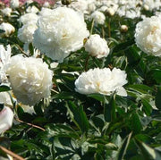 Cream peony poppy Seeds - GIANT DOUBLE FLOWERS ! - Caribbeangardenseed