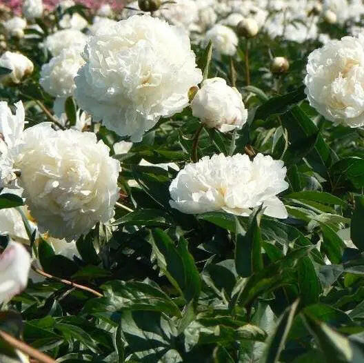 Cream peony poppy Seeds - GIANT DOUBLE FLOWERS ! - Caribbeangardenseed
