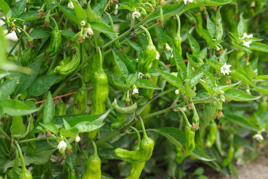 Shishito Sweet Pepper Seeds, Capsicum annum Asian Vegetable - Caribbeangardenseed