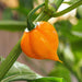 PETENERO Peppers Seeds, Capsicum chinense. - Caribbeangardenseed