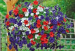PETUNIA Flowers seed mix (Red white & blue) hanging baskets and containers - Caribbeangardenseed