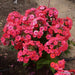phlox coral flame ( BareRoot Plant) Groundcover flowers - Caribbeangardenseed