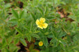 Tormentil (potentilla Erecta) Seeds- aka Bloodroot,Tormentil. Perennial Herb. - Caribbeangardenseed