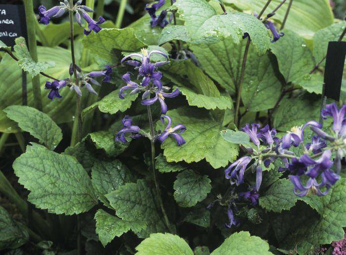 Tube Clematis Flower Seeds, PERENNIAL - Caribbeangardenseed