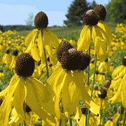 Prairie Coneflower (Mexican Hat) YELLOW - Caribbeangardenseed