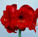 Amaryllis Peruvian Red HEART -(BULBS) DOUBLE FLOWERS,GREAT GIFT - Caribbeangardenseed