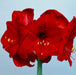 holiday Amaryllis Assorted Pre-potted (Growing Kit - Bulb/Pot/Soil) - Caribbeangardenseed