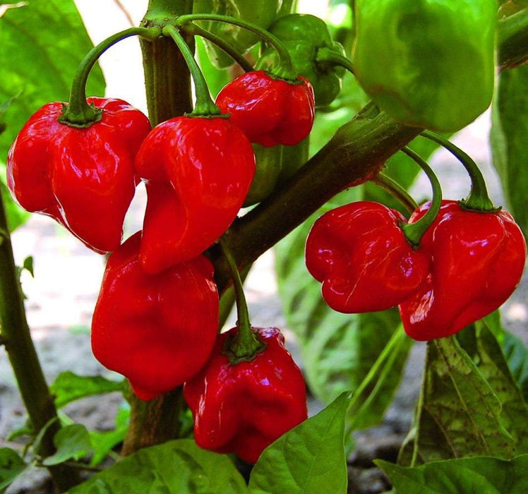 BAZUKA Hot Pepper Seeds, Capsicum chinense, from Guadelupe - Caribbeangardenseed