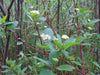 Red Twig or Redosier Dogwood PLANT, Cornus sericea,SHUB - Caribbeangardenseed