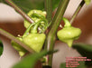 Rocotillo Pepper Seeds, (Capsicum chinense) Rare, Medium heat - Caribbeangardenseed