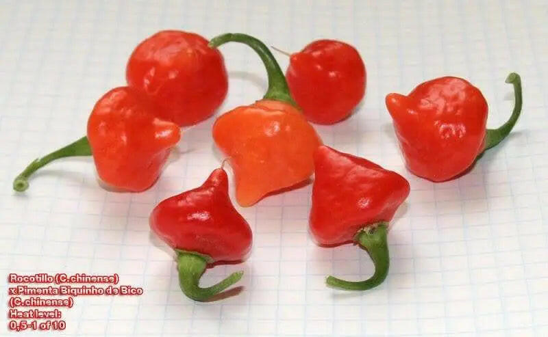 Rocotillo Pepper Seeds, (Capsicum chinense) Rare, Medium heat - Caribbeangardenseed