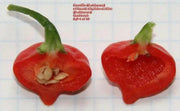 Rocotillo Pepper Seeds, (Capsicum chinense) Rare, Medium heat - Caribbeangardenseed