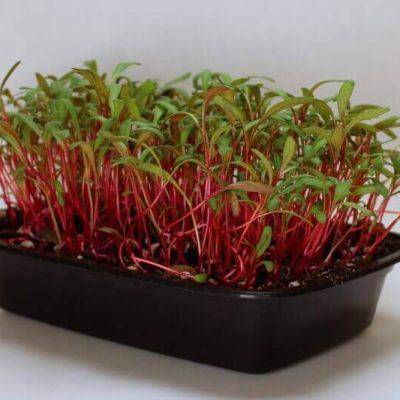 Swiss Chard Seed ~Ruby Red - Baby Leaf & Microgreen-Biannual ! - Caribbeangardenseed
