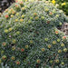 SAXIFRAGA COCHLEARIS Minor Seeds, Succulent ,Groundcover - Caribbeangardenseed
