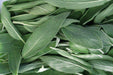 Broadleaf Sage Seeds (Salvia Officinalis ) Perennial Herb - Caribbeangardenseed