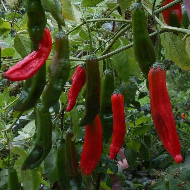 Aji Santa Cruz, Chili Pepper Seeds, Very Hot (Capsicum baccatum) - Caribbeangardenseed