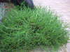 Cotton Lavender Seeds (Santolina rosmarinifolia) Perennial Herb - Caribbeangardenseed