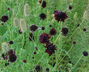 Pincushion Flowers seed, Scabiosa Atropurpurea Double Purple - Caribbeangardenseed