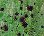 Pincushion Flowers seed, Scabiosa Atropurpurea Double Purple - Caribbeangardenseed
