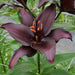 Lilium Dark Secret ( 3 BULBS)DARK FLOWERS - Caribbeangardenseed