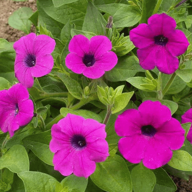 Wild Petunia flowers seed,Great in hanging ,Garden Bed,and planters. Perennial - Caribbeangardenseed