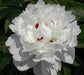 Peony Shirley Temple (Bareroots Plant) 3-4 Eyes, Perennial Shrub. - Caribbeangardenseed