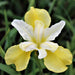 Siberian Iris ,Butter and Sugar('Bareroot) Perennial - Caribbeangardenseed