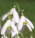 Snowdrop SEEDS, Galanthus nivalis, Perennial Flowers - Caribbeangardenseed