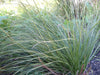 Prairie Dropseed (Sporobolus heterolepis) Ornamental Grass Seeds, Perennial - Caribbeangardenseed