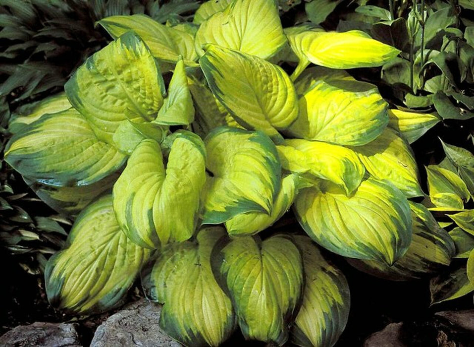 Hosta Stained Glass (3 Bareroot Plant) flowers, shade perennial - Caribbeangardenseed