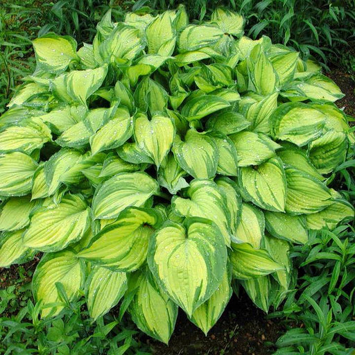 Hosta Stained Glass (3 Bareroot Plant) flowers, shade perennial - Caribbeangardenseed