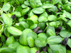 Black oil SUNFLOWER SEED (Helianthus Annuus) Microgreens, Cut flower - Caribbeangardenseed