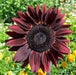 Chocolate cherry Sunflower , Helianthus annuus,(Heieloom Organic Seed) - Caribbeangardenseed