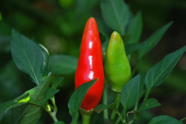 Super Chili PEPPER SEEDS, Capsicum Annuum, - Caribbeangardenseed