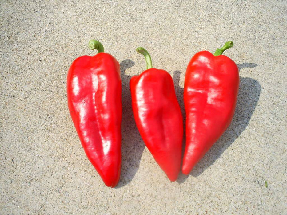 GIANT SZEGEDI Pepper SEEDS ,Hungarian Sweet Paprika (Capsicum annuum) - Caribbeangardenseed