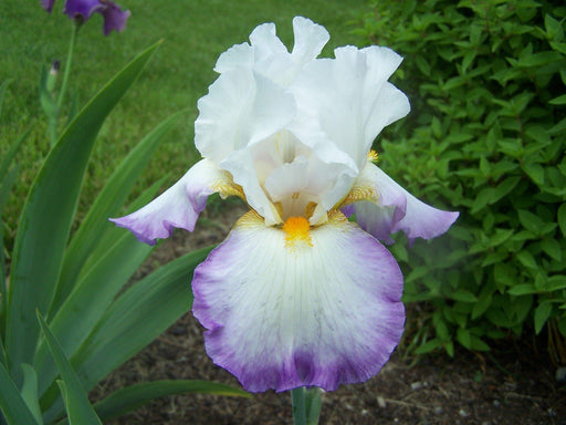 Tall Bearded Iris (Iris 'Starting Fresh') ,Perennial Plant Rhizome - Caribbeangardenseed