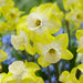 Daffodil Bunch Flowering 'Regeneration" - Caribbeangardenseed