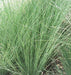 Hard Rush SEEDS (JUNCUS inflexus) [Blue Arrows] Ornamental Grass, - Caribbeangardenseed