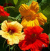 Nasturtium, Mixed seeds,Edible Flowers , Groundcover. - Caribbeangardenseed