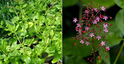 fameflower Seeds (Talinum paniculatum) ,Succulent ,Perennial Groundcover . - Caribbeangardenseed