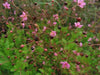 fameflower Seeds (Talinum paniculatum) ,Succulent ,Perennial Groundcover . - Caribbeangardenseed