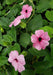Thunbergia, Arizona Rose, black-eyed Susan vine , Starter Plant - Caribbeangardenseed
