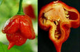 TRINIDAD Scorpion,(LIVE Pepper PLANT) ,Capsicum chinense - Caribbeangardenseed